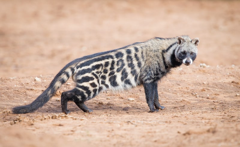 African civet cats are significantly larger than Asian palm civet cats, and the coffee beans they poop out are not nearly as tasty. 100% of Pure's kopi luwak comes from wild Asian palm civet cats in Java, Indonesia.