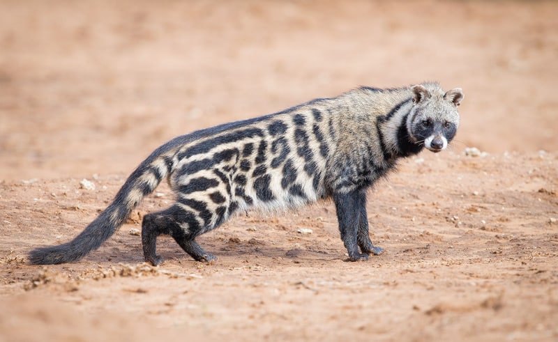 https://www.purekopiluwak.com/wp-content/uploads/2018/06/African-Civet-Cat.jpg