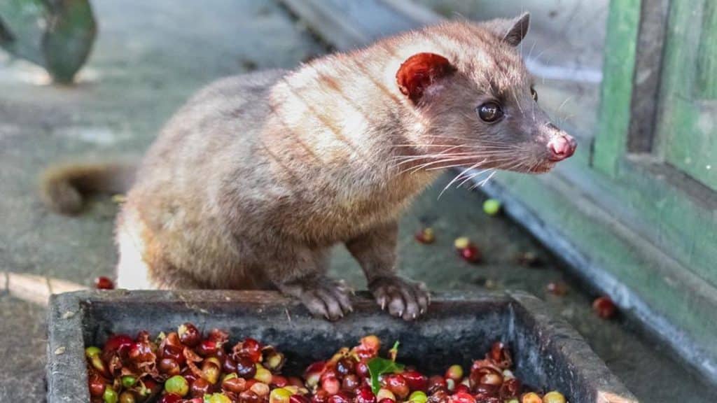 The Asian palm civet cat is nothing short of adorable.