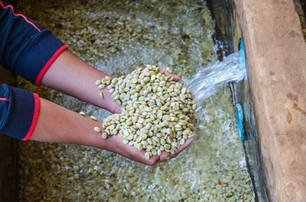 Coffee beans being washed