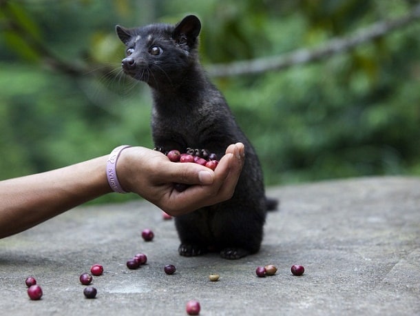 Civet coffee, also known as kopi luwak or cat poop coffee, is known to be some of the tastiest and the healthiest coffee in the world.