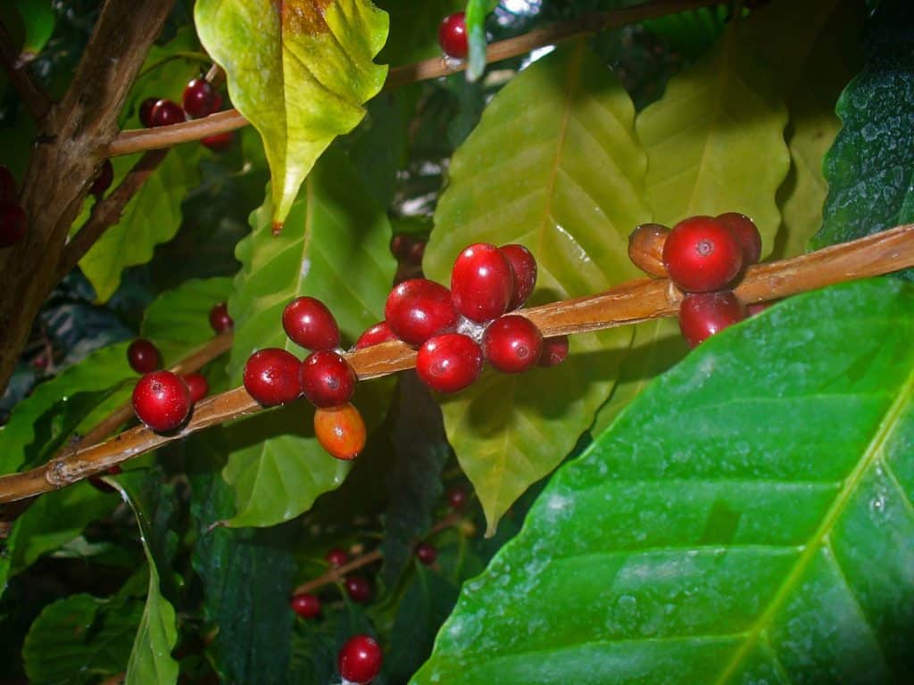 Coffea Arabica cherries. Photo: H. Zell.