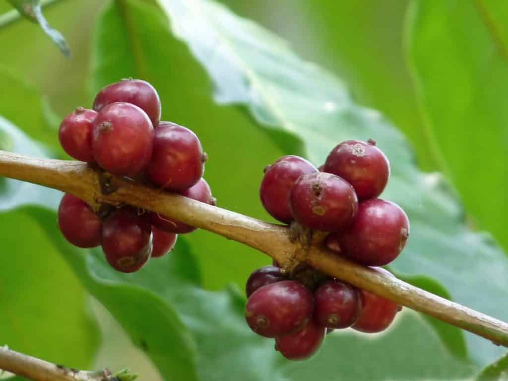 Coffea Canephora cherries. Photo: Jee & Rani Nature Photography.