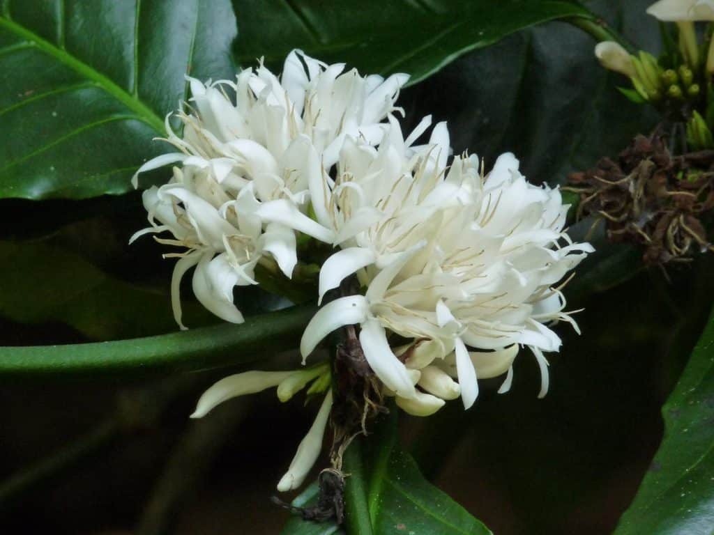 Coffea Robusta in bloom. Photo: Jee & Rani Nature Photography.