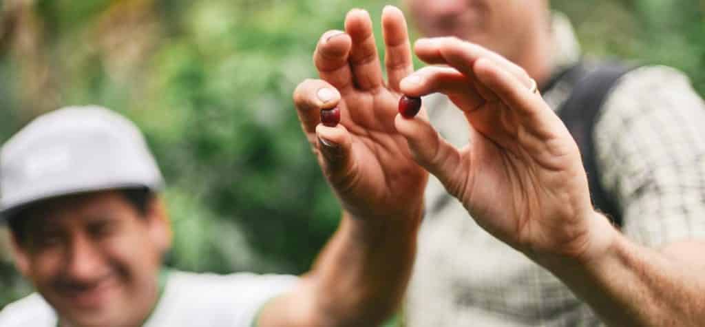 A coffee cherry handled by a coffee farmer.