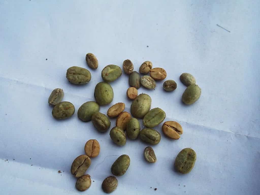 Green Arabica beans. Photo: Yercaud Elango.