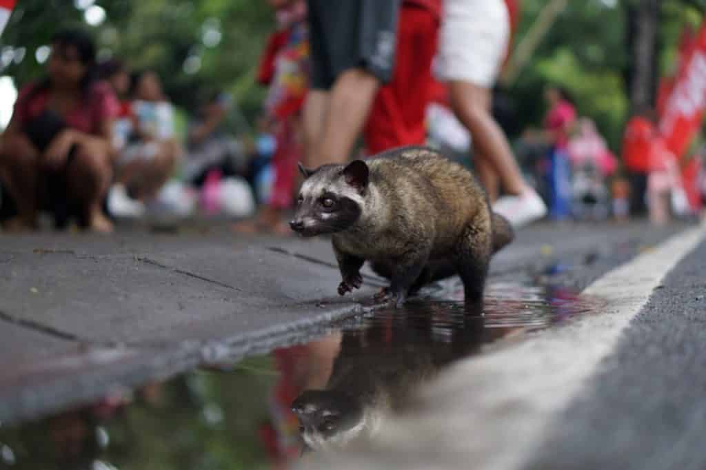 Asian Palm Civet Cat Walking - Animal Poop Coffee