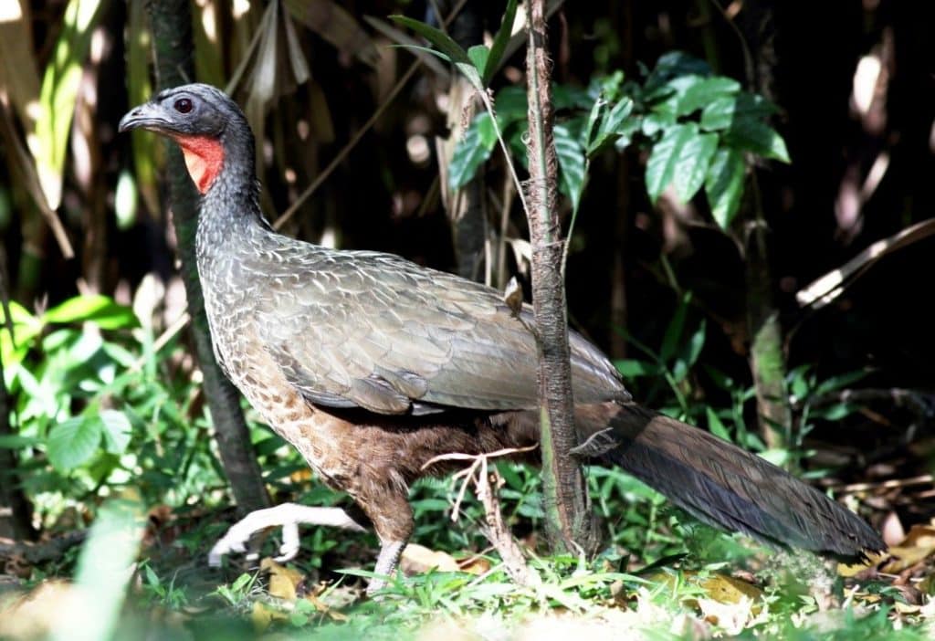 Bird Poop Coffee - Animal Poop Coffee