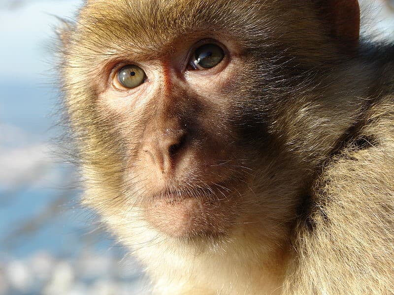 Monkey Poop Coffee - Animal Poop Coffee