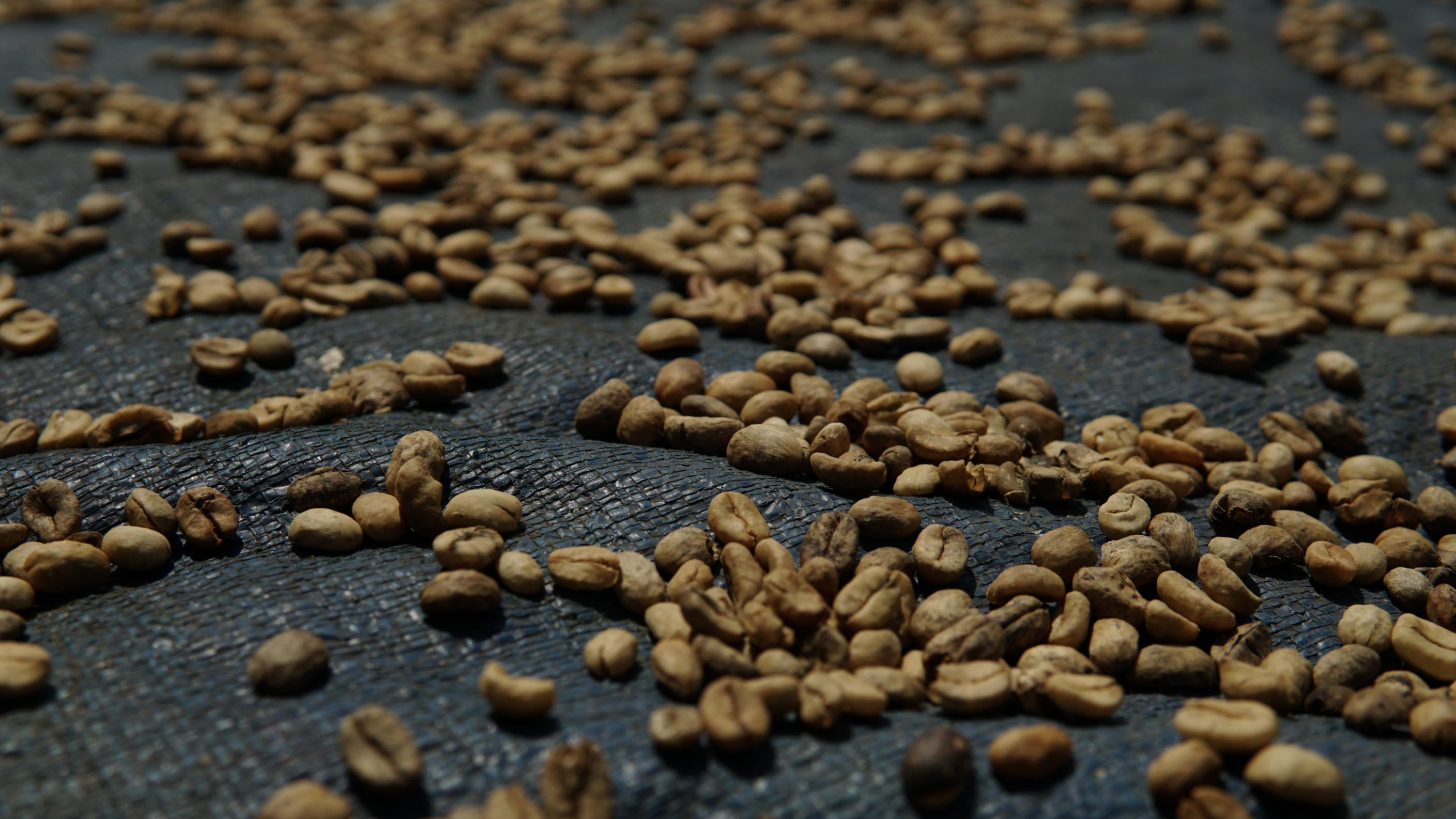 After washing, the beans dry slowly in the Javanese sun. No shortcuts, no industrial dryers. The process takes the time it takes.