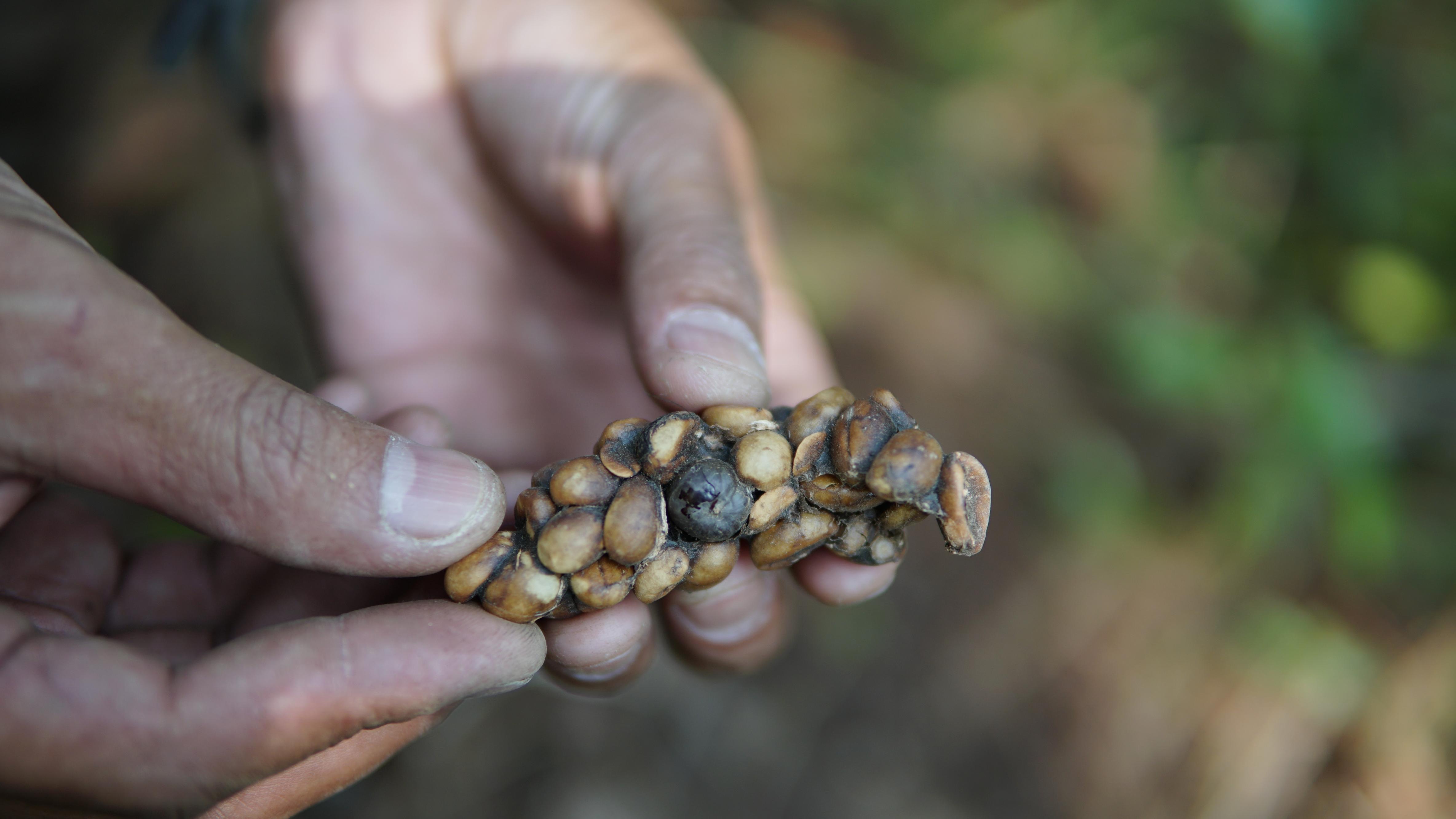 A single find, held up. Each dropping is collected by hand, one at a time — the supply is genuinely, irreducibly small.