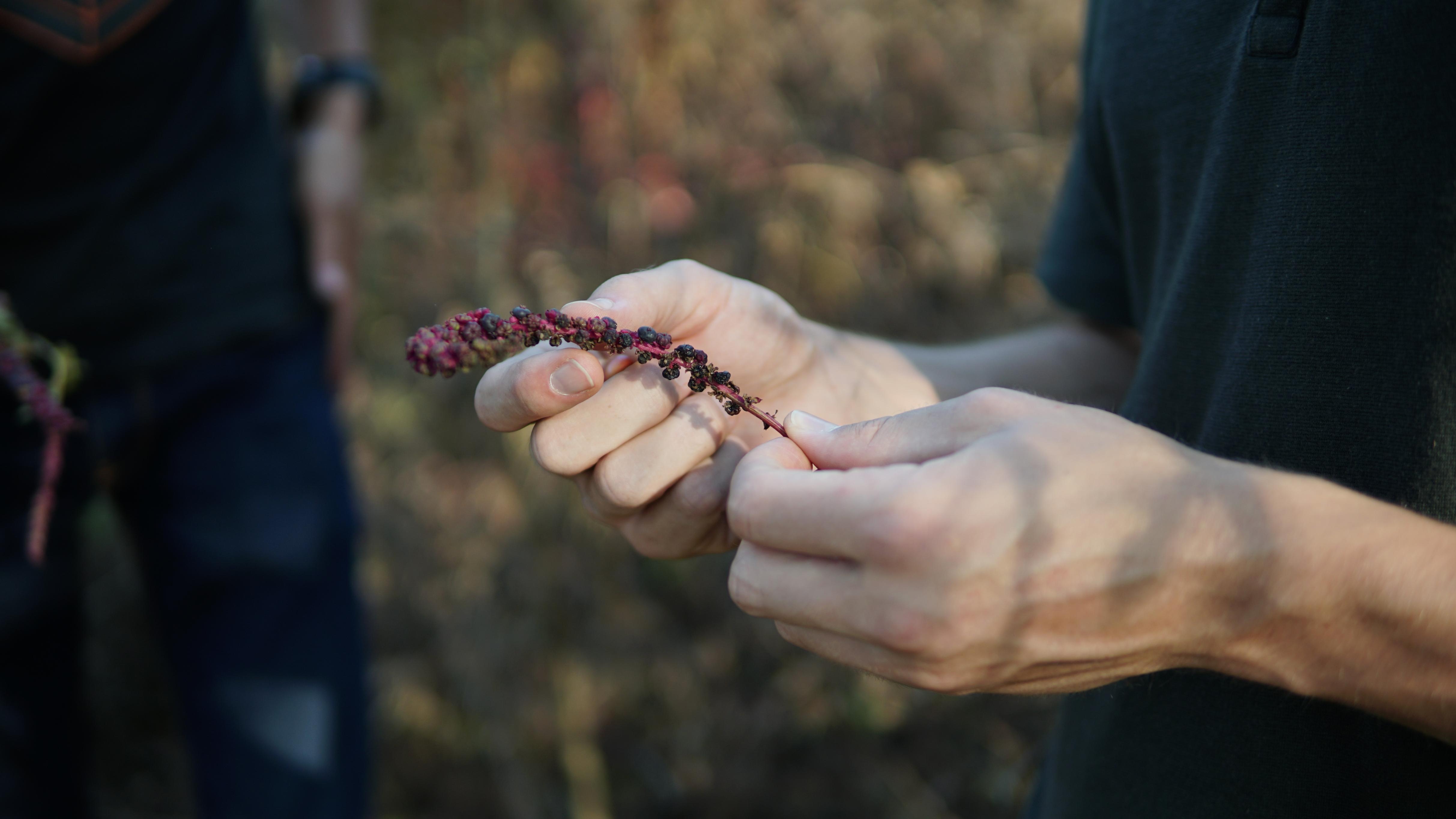 Inspecting the coffee cherry crop. The quality of what the civets eat determines the quality of what ends up in your cup — so we start at the plant.