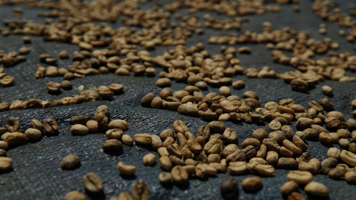 Beans drying in the sun