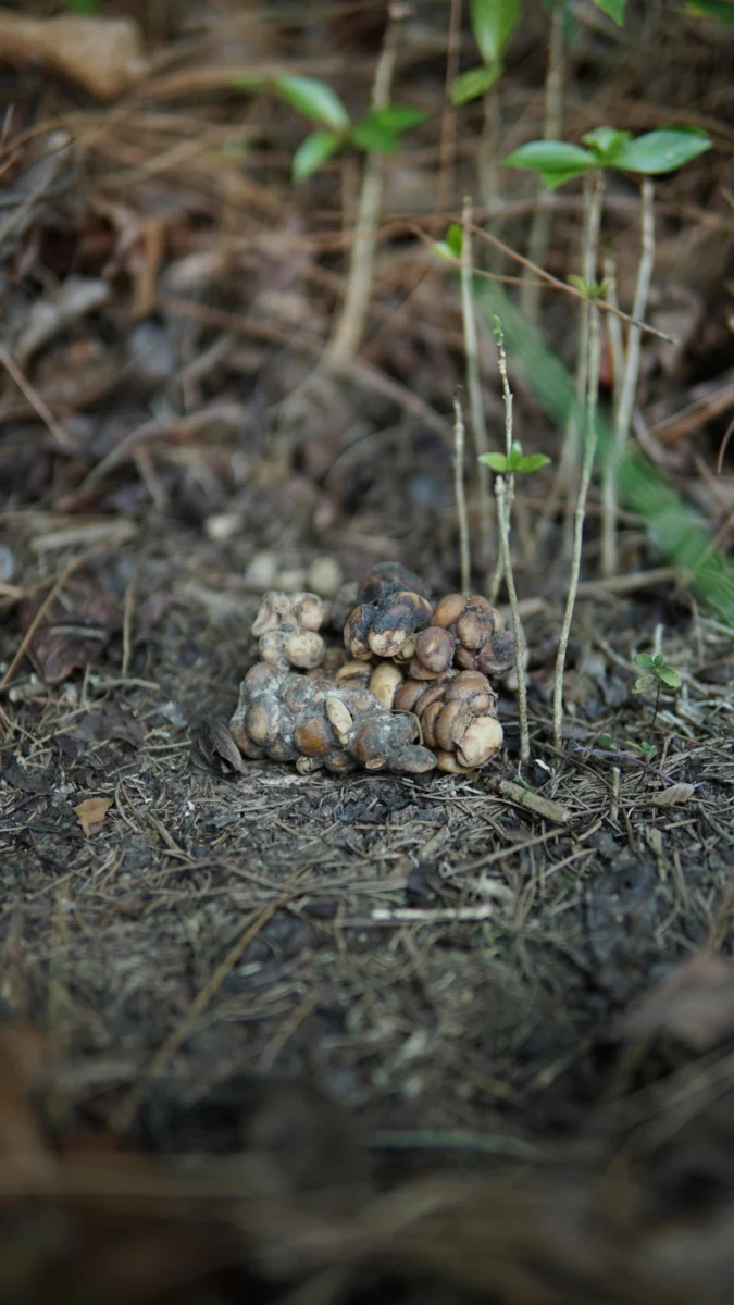 Civet-processed beans found on the forest floor